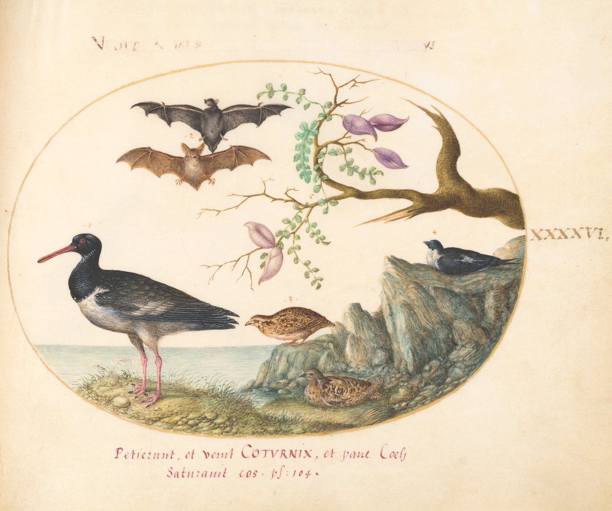Plate 46: Flaggermus, vaktel og østerskaster(?) ved vannet av Joris Hoefnagel