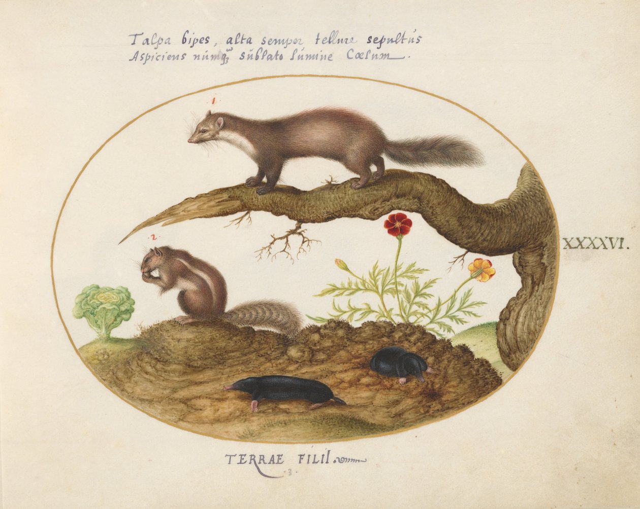 Plate 46: Stein Martin, sjimpemunk og føflekker med ringblomst og salat av Joris Hoefnagel