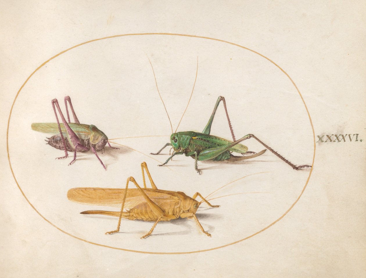 Plate 46: Tre gresshopper av Joris Hoefnagel
