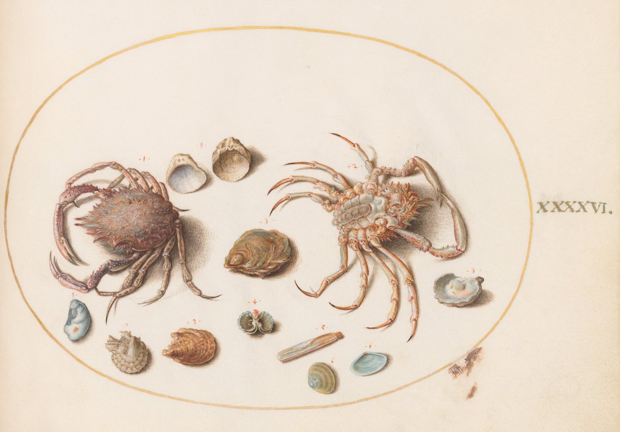 Plate 46: To krabber med skjell av Joris Hoefnagel