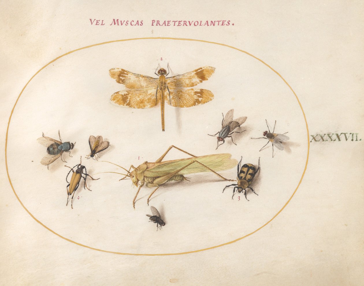 Plate 47: En øyenstikker, en gresshoppe, husfluer, en ådselbille, en blomsterlanghornbille og andre insekter av Joris Hoefnagel