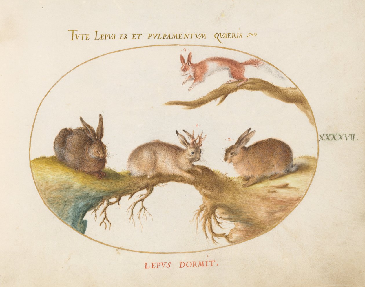 Plate 47: En hare, "jackalope", en kanin og et flekket ekorn av Joris Hoefnagel