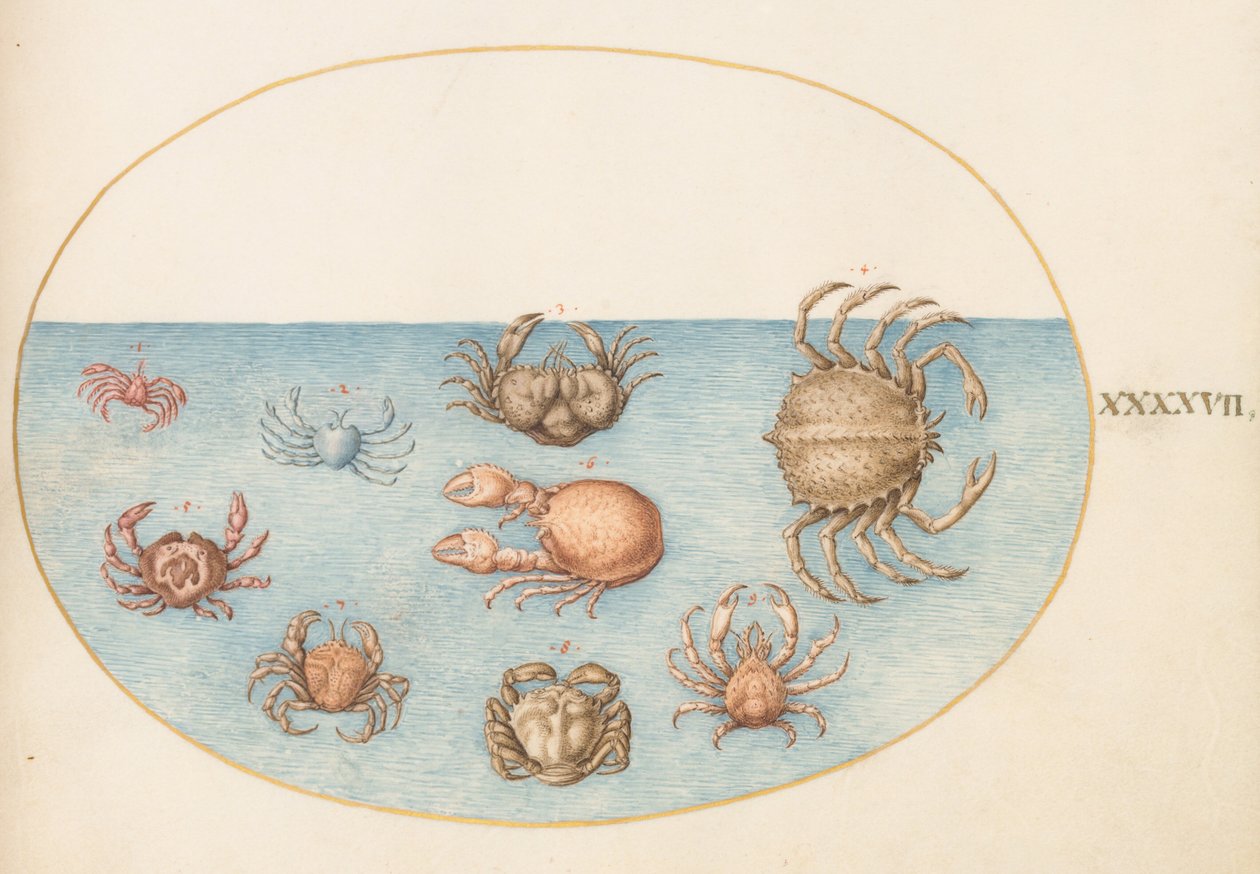Tavle 47: Ni krabber av Joris Hoefnagel