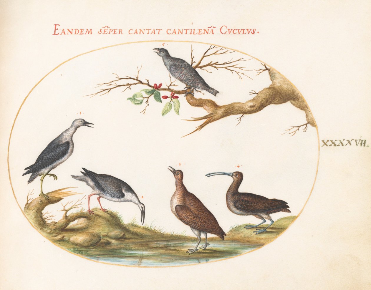 Plate 47: Shore Birds with a Perching Bird av Joris Hoefnagel