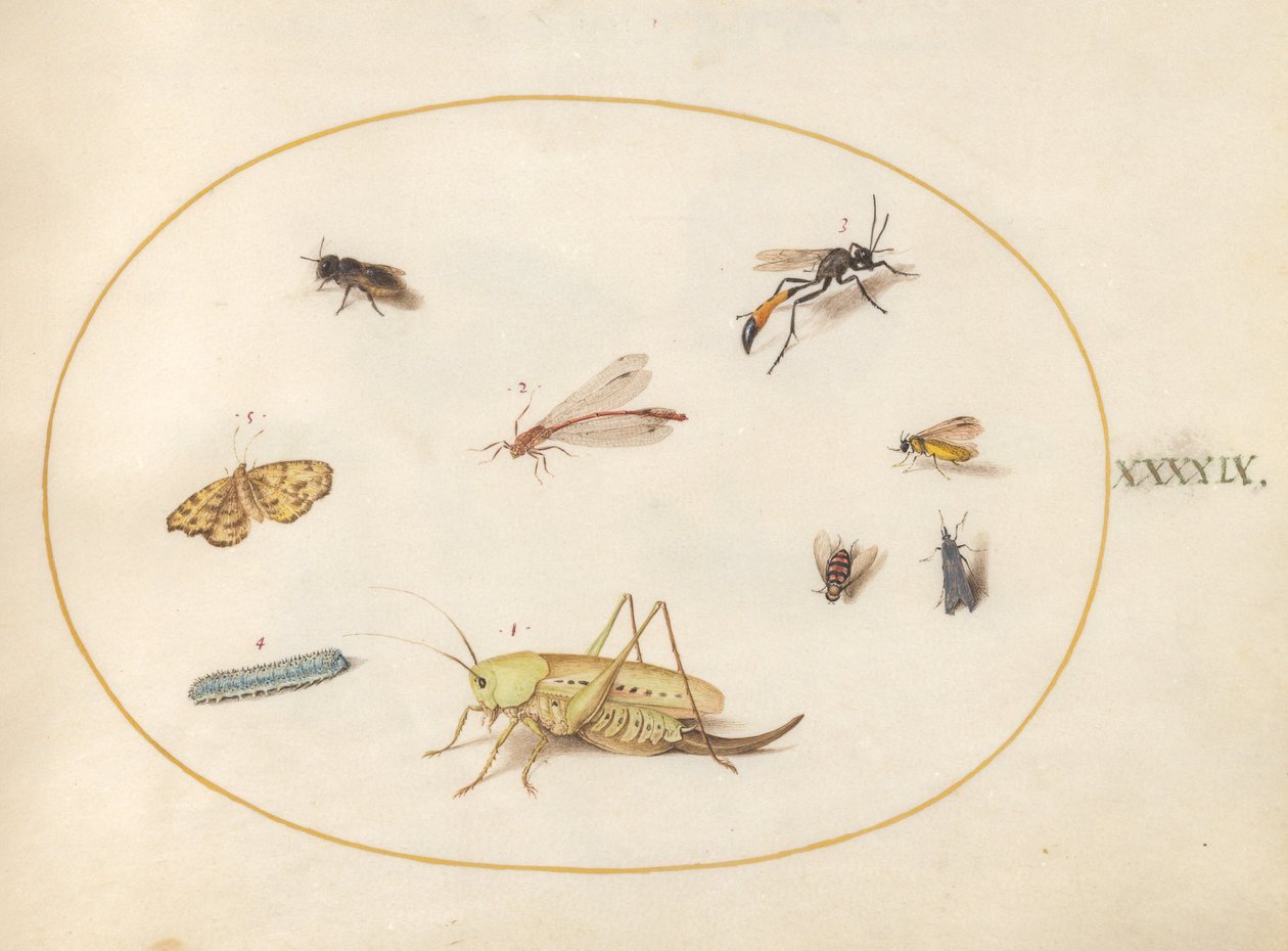 Tallerken 49: En gresshoppe, en larve, en sommerfugl, en møll og andre insekter av Joris Hoefnagel