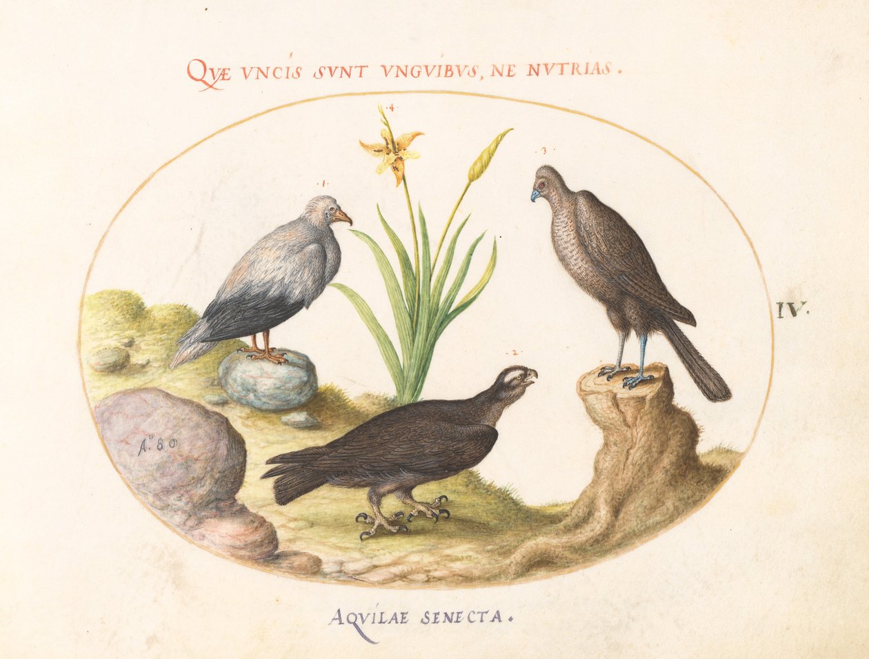 Plate 4: En egyptisk gribb, en nordlig hønsehauk(?), og en "Aquila Heteropod" (korttåørn?) av Joris Hoefnagel