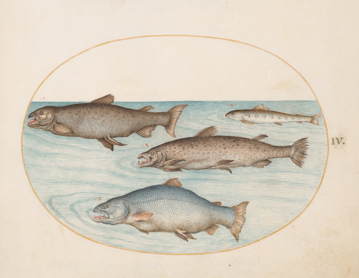 Plate 4: Fire laks av Joris Hoefnagel