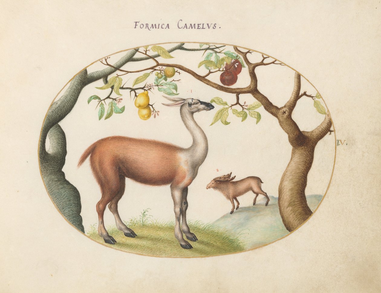 Plate 4: Lama og elg av Joris Hoefnagel