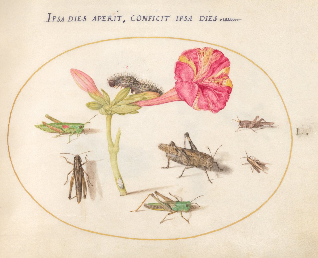 Plate 50: Gresshopper, en larve og et skjoldinsekt med en fireklokkeblomst av Joris Hoefnagel