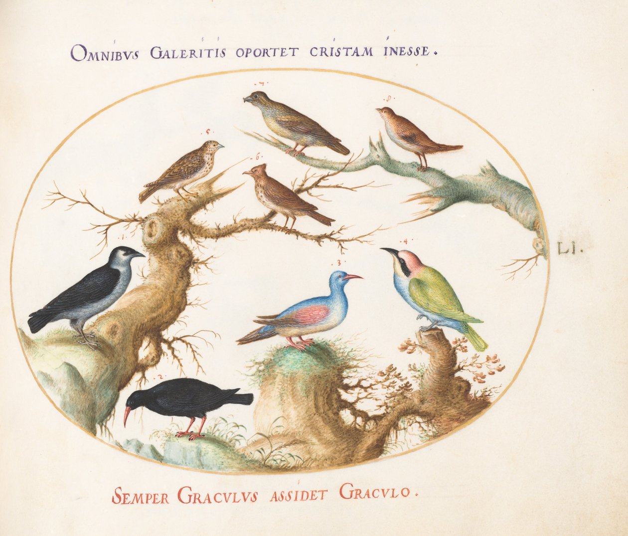 Plate 51: Kryssnebb, chough, bieter og andre fugler av Joris Hoefnagel