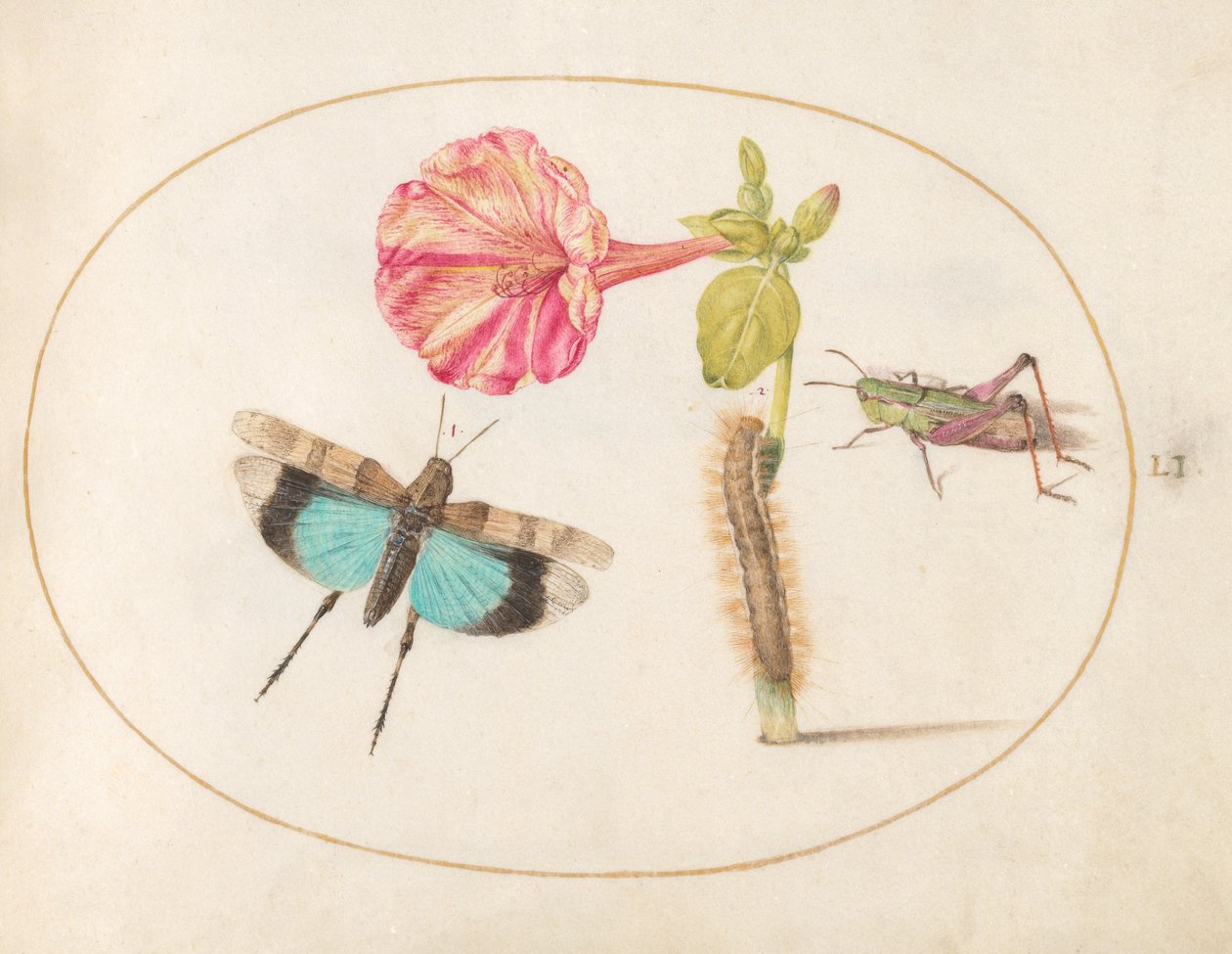 Plate 51: Gresshopper og en larve med en fireklokkeblomst av Joris Hoefnagel