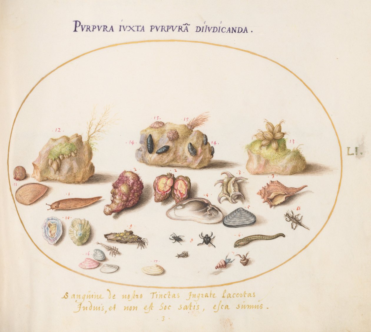 Plate 51: Murex bløtdyr, skjell, eremittkrabber, en snegl, insekter og annet sjøliv av Joris Hoefnagel