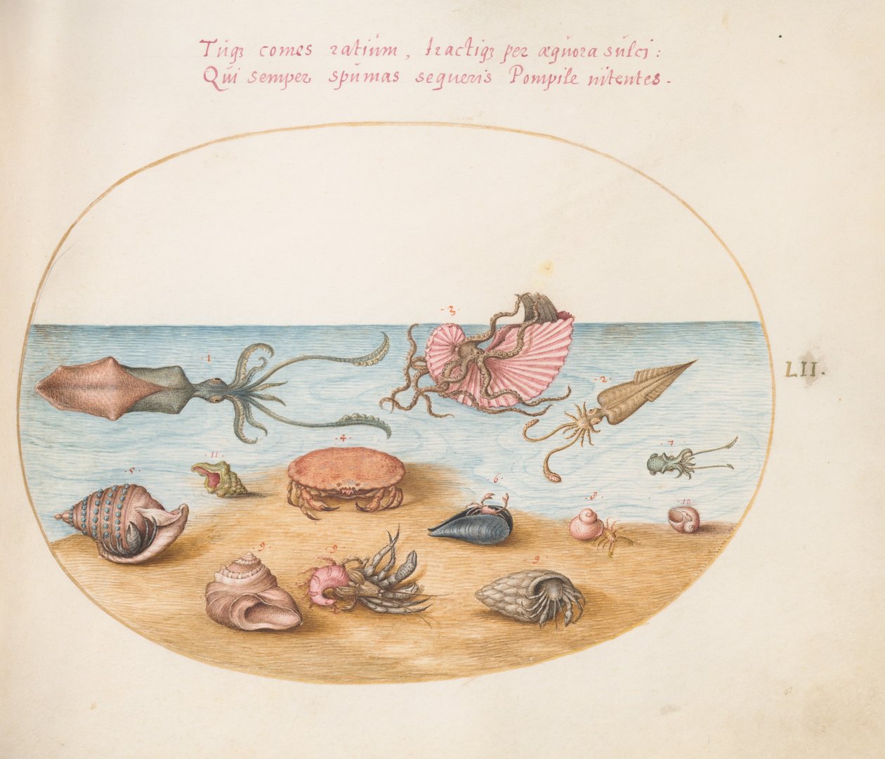 Plate 52: En argonaut, blekksprut, eremittkrabber, skjell og en krabbe av Joris Hoefnagel