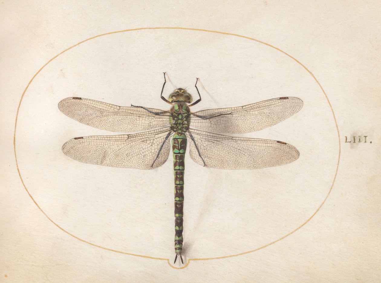Plate 53: Southern Hawker Dragonfly av Joris Hoefnagel