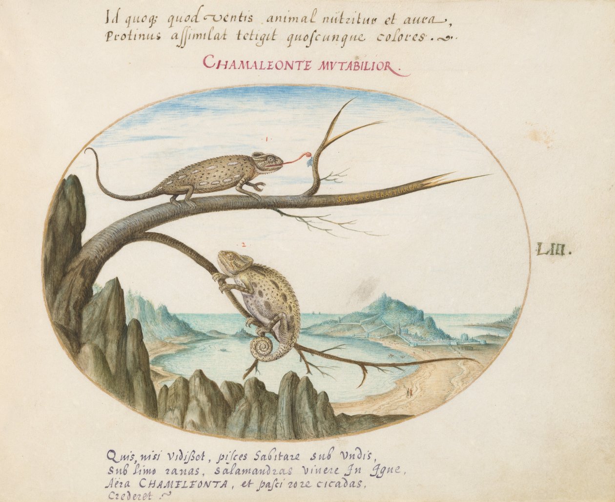 Plate 53: To kameleoner over San Sebastián, Spania av Joris Hoefnagel