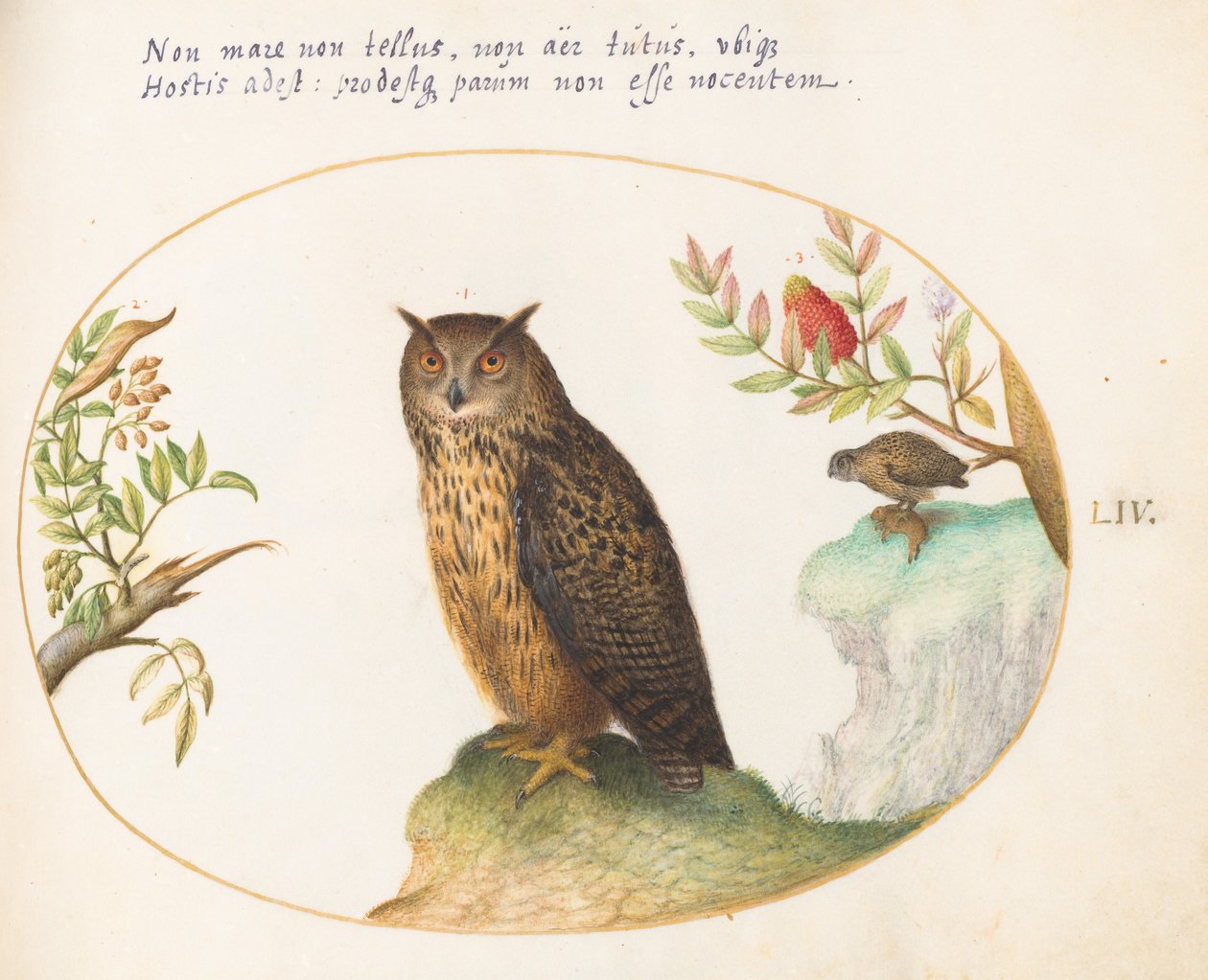 Plate 54: en ugle, med en annen i det fjerne som spiser en kanin av Joris Hoefnagel