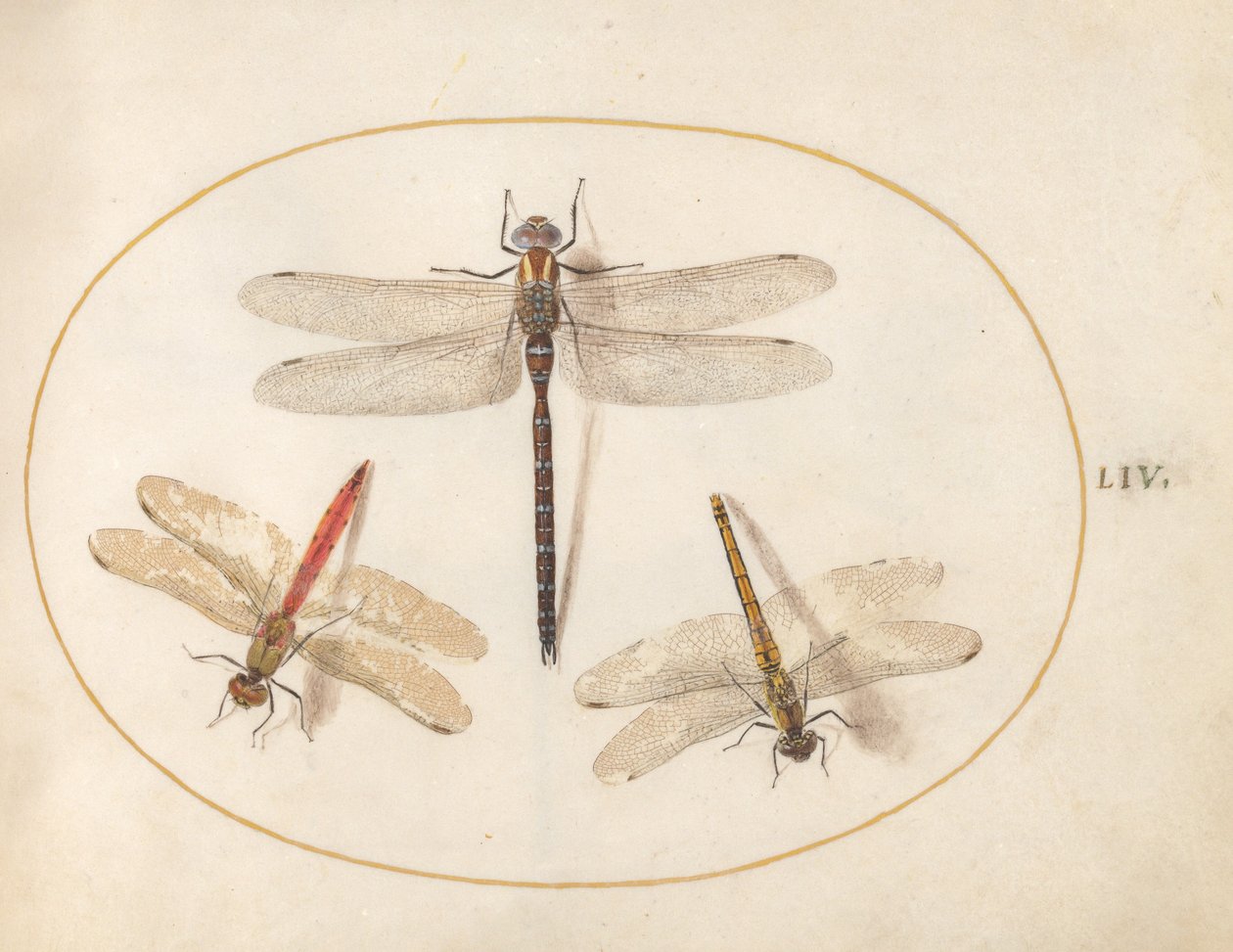 Plate 54: Hårete øyenstikker og to pilkastere av Joris Hoefnagel