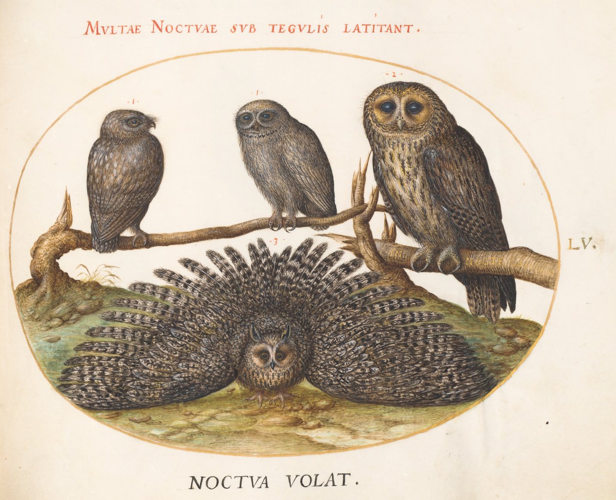 Plate 55: En solugle, en ørnugle og to andre ugler av Joris Hoefnagel