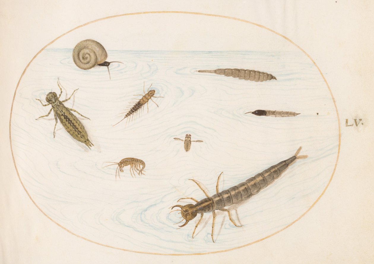 Plate 55: Vanninsekter og virvelløse dyr, inkludert en snegl av Joris Hoefnagel