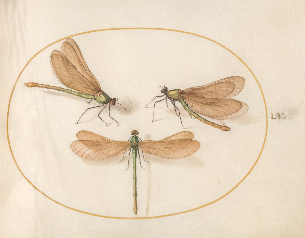 Plate 55: Tre grønne øyenstikkere med brune vinger av Joris Hoefnagel