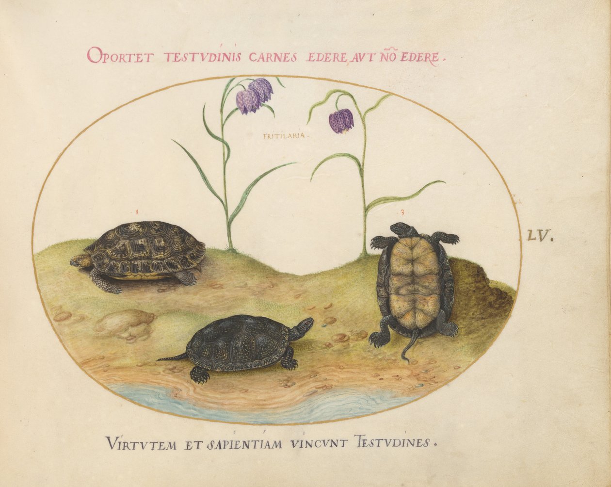 Plate 55: Tre skilpadder og to fritillaria av Joris Hoefnagel