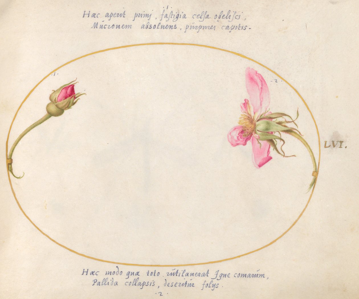 Tallerken 56: En roseknopp og en desintegrerende rosa rose av Joris Hoefnagel