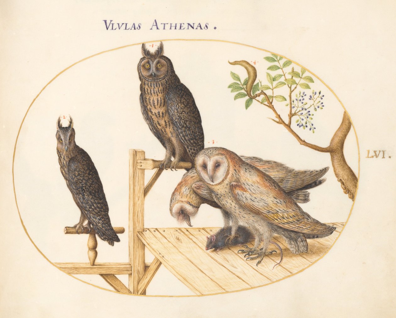 Plate 56: Løvugle med mus, ørnugle(?) og en annen ugle av Joris Hoefnagel