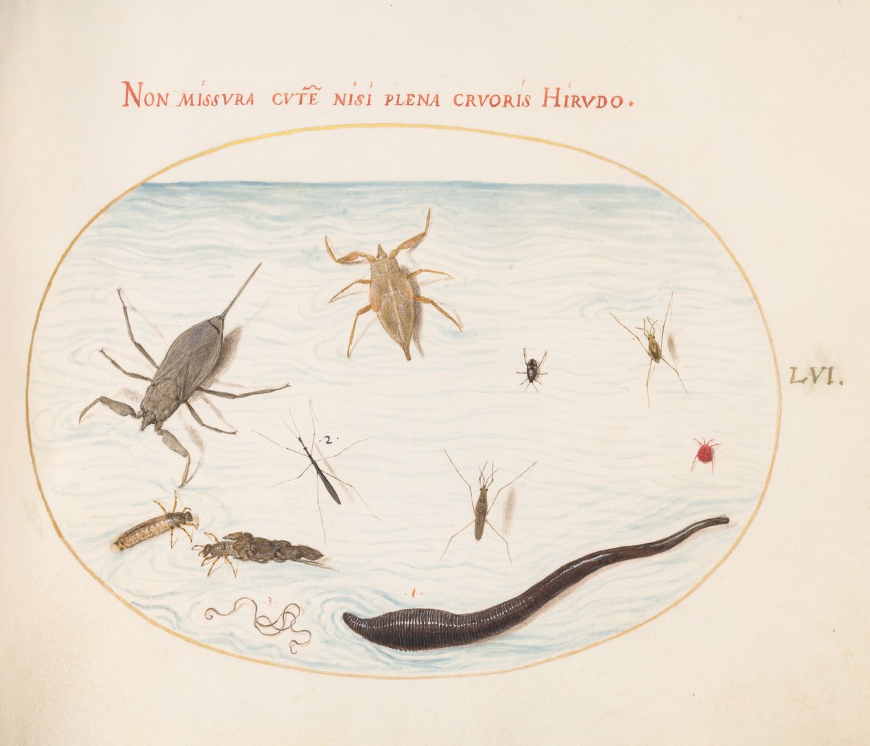 Plate 56: Vannskorpion, vannmåler, damskater, rødvannmidd, igle(?) og andre vanninsekter av Joris Hoefnagel