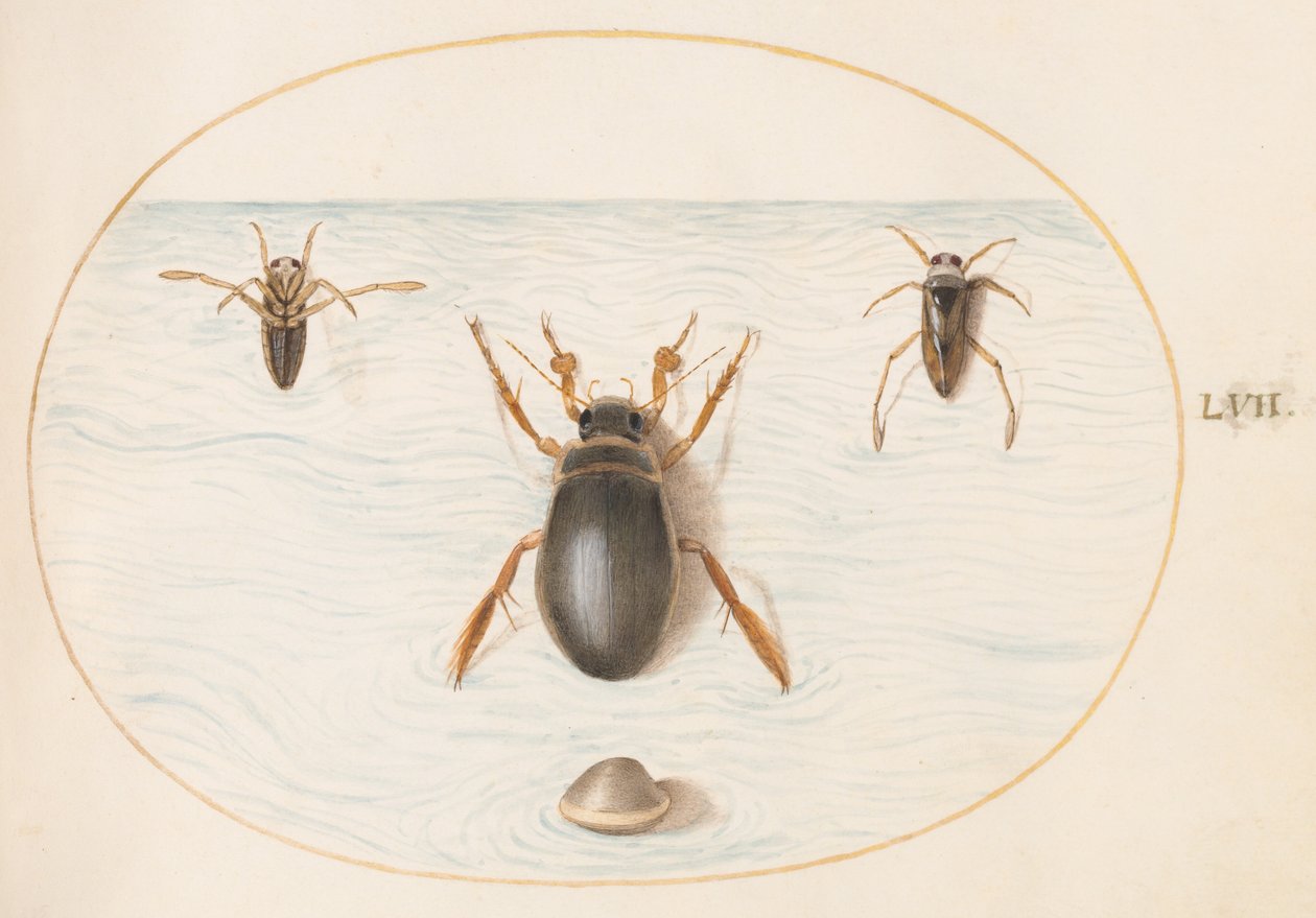 Plate 57: En dykkerbille og to visninger av en ryggsvømmer av Joris Hoefnagel
