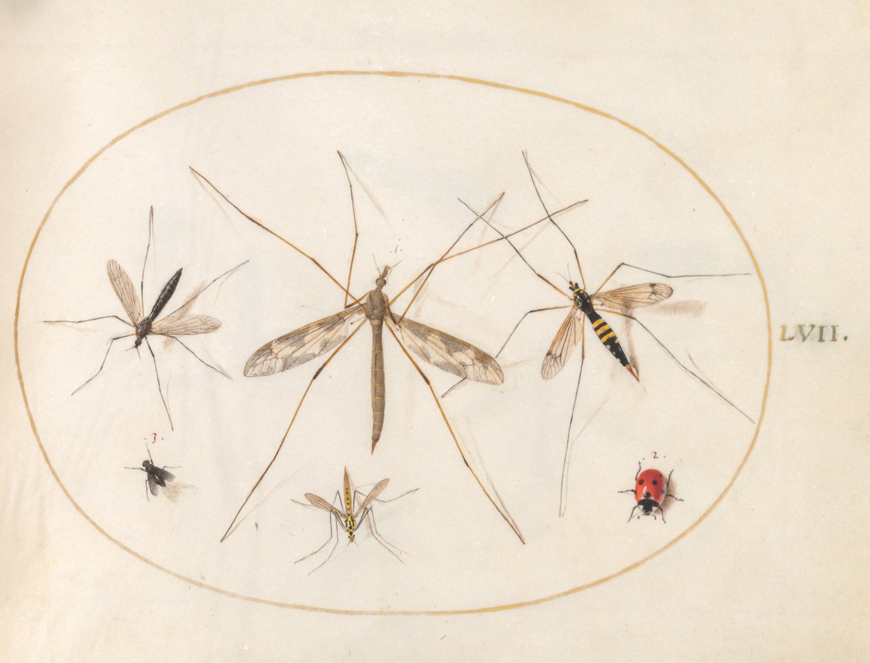 Plate 57: A Ladybug, a Fly, and Four Other Insects   1226998   no       norwegian Successfully Translated  Original: Leaf from a Jain Manuscript: The Story of Kalakacharya of Devachandra: Brahmanshanti…verso, 1279. Translat: Leaf from a Jain Manuscript: Th av Joris Hoefnagel
