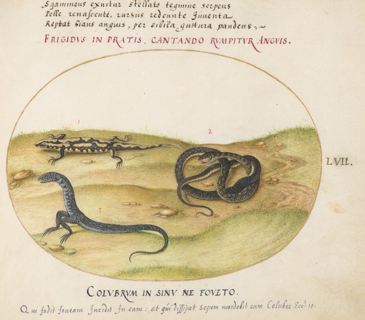 Plate 57: En slange, en ildsalamander og en slangelignende skapning med to bein av Joris Hoefnagel