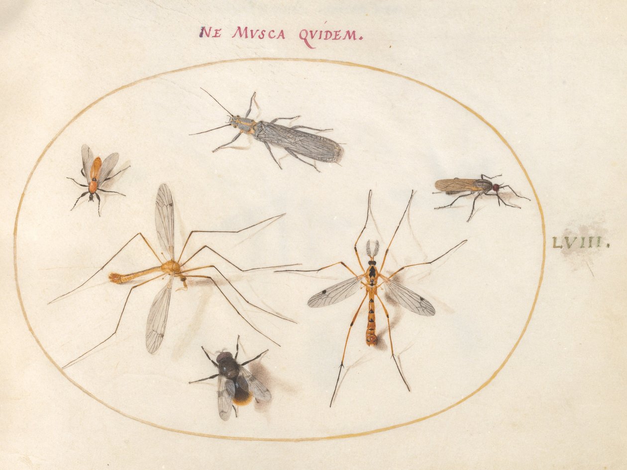Plate 58: En bie og fem andre insekter av Joris Hoefnagel