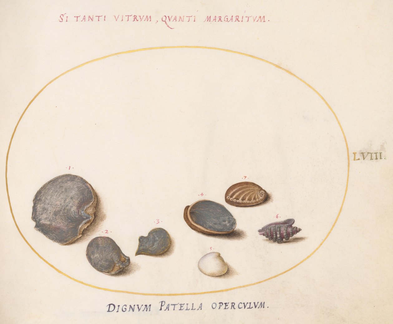 Plate 58: Skjell, inkludert Abalone(?) av Joris Hoefnagel
