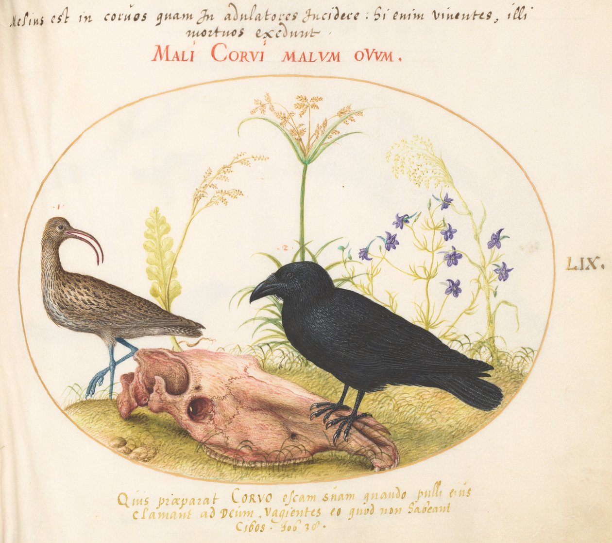 Plate 59: Krølle og kråke med hestehodeskalle av Joris Hoefnagel