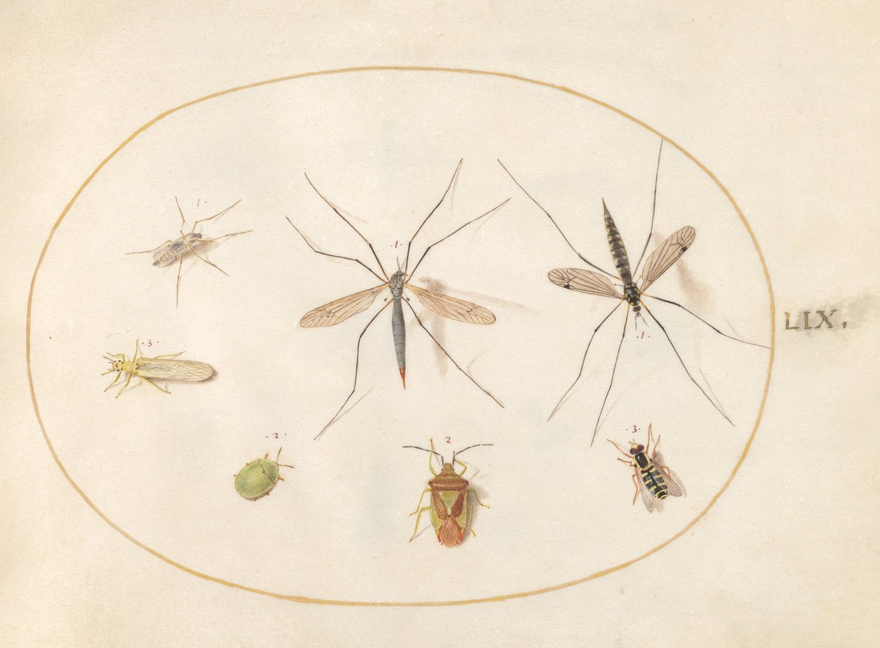 Plate 59: Syv insekter, inkludert en hagtornskjoldbug, tranefluer og en sveveflue av Joris Hoefnagel