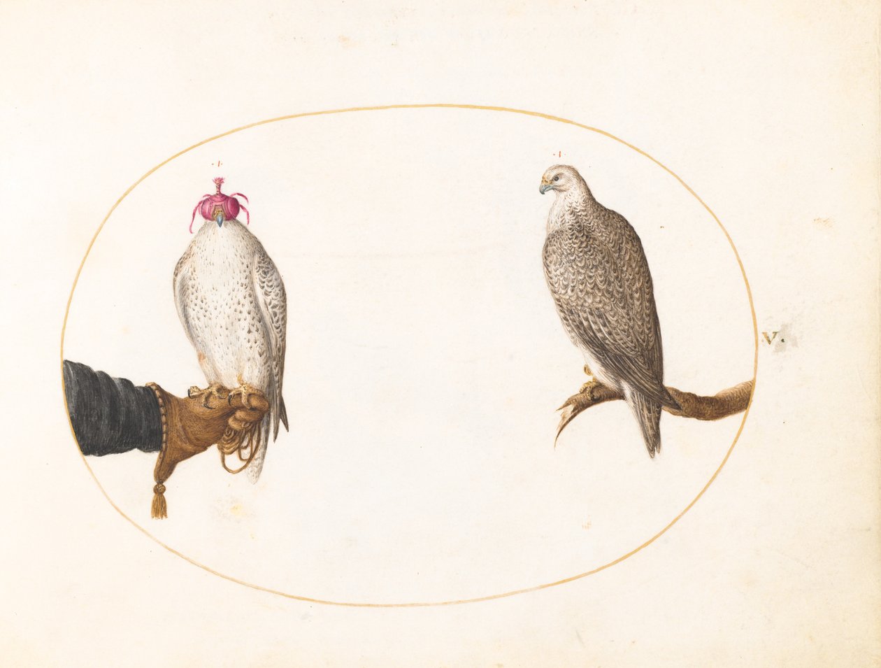 Plate 5: En hettefalk og dens ville motstykke av Joris Hoefnagel