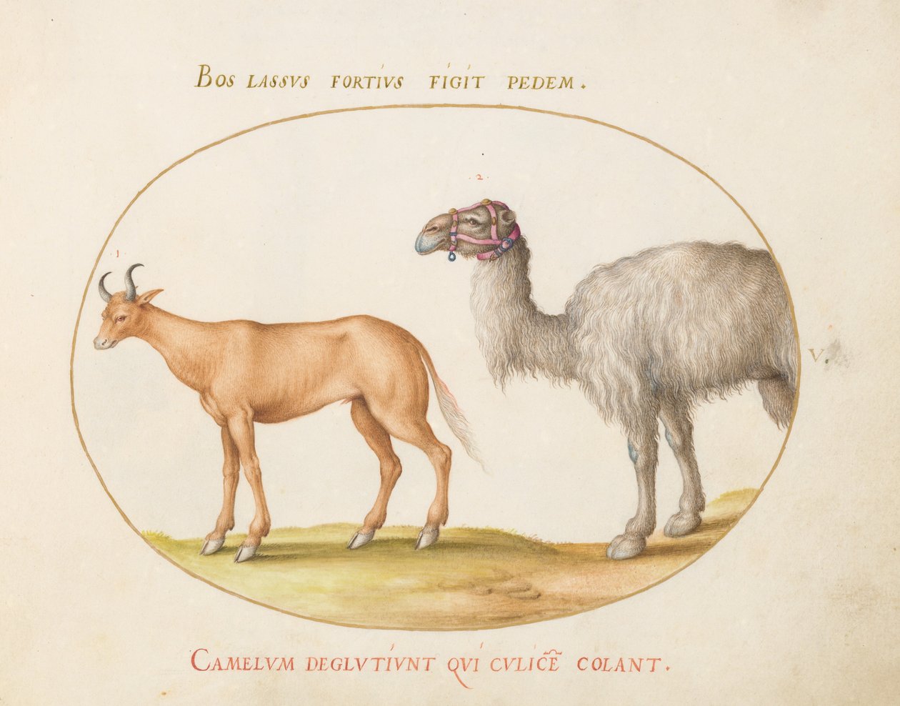 Plate 5: En okse og en kamel av Joris Hoefnagel