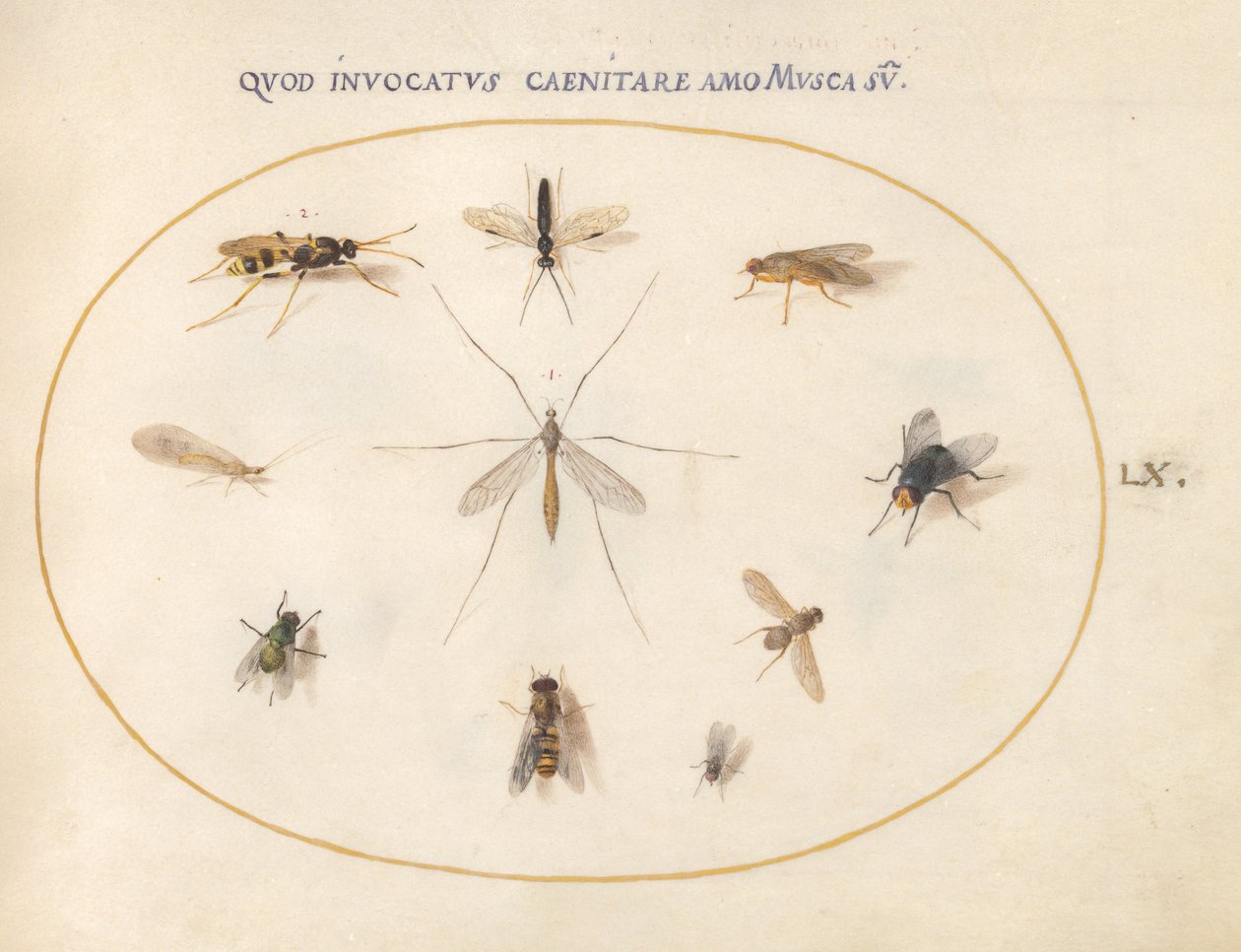 Plate 60: Fluer og andre insekter av Joris Hoefnagel