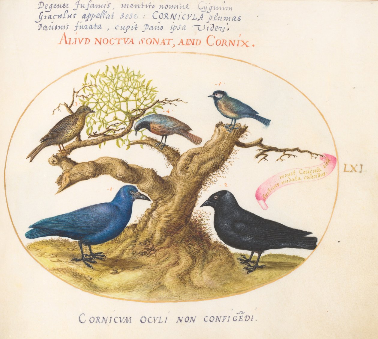 Plate 61: Blåkråke(?), Jackdaw, Chickadee eller Meis og andre fugler av Joris Hoefnagel