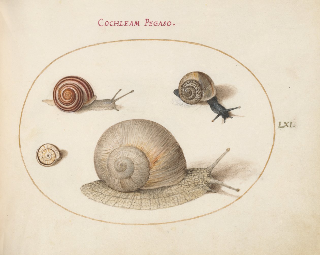 Plate 61: Fire snegler av Joris Hoefnagel