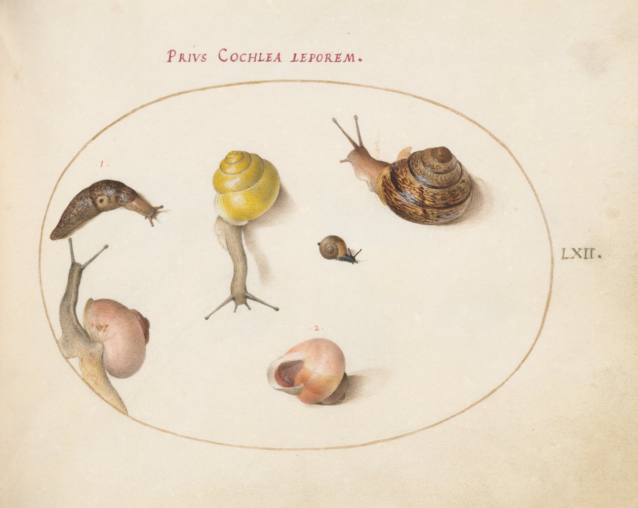 Plate 62: En snegl med snegler av Joris Hoefnagel
