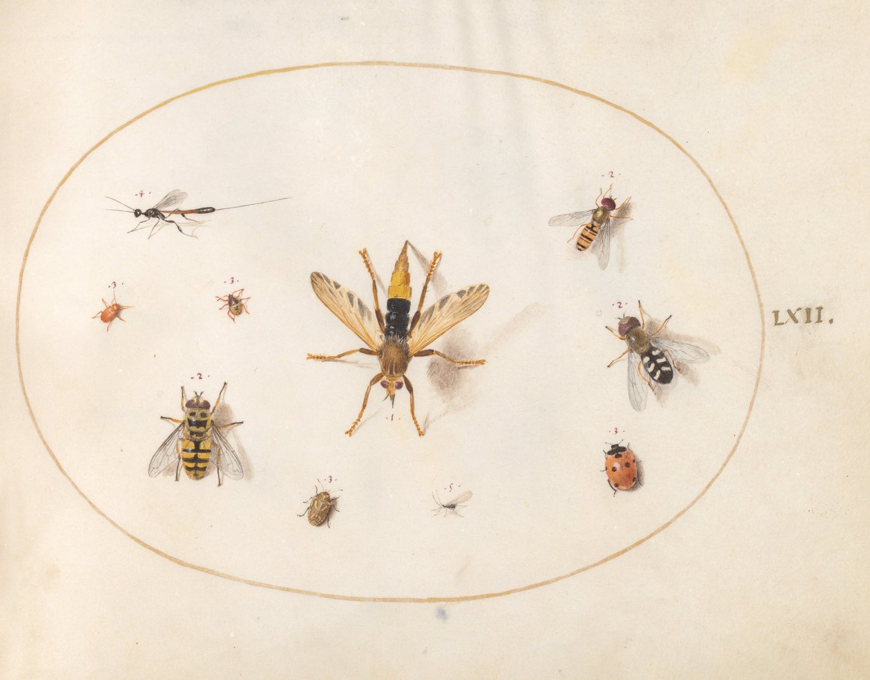 Tavle 62: ti insekter av Joris Hoefnagel