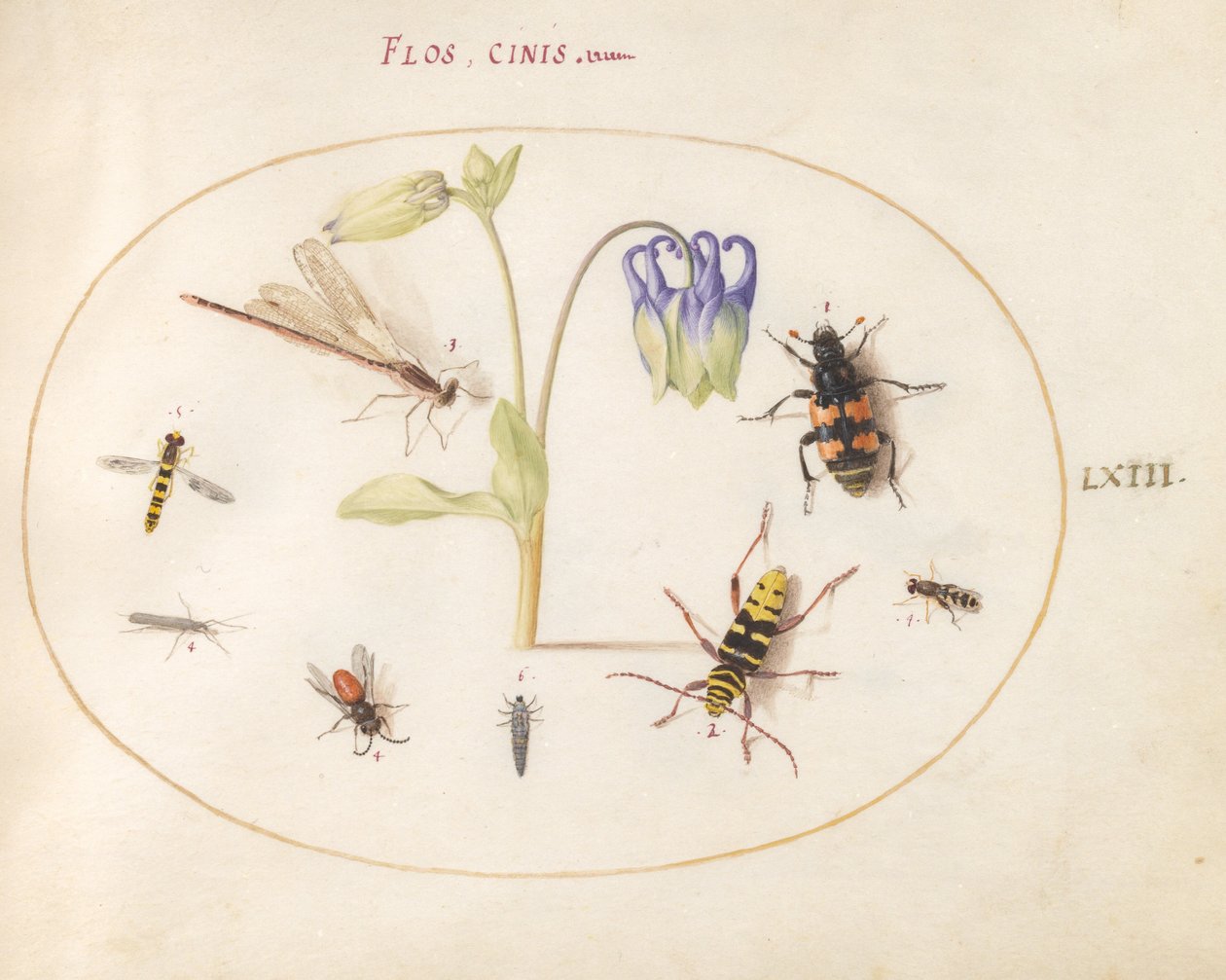 Plate 63: En øyenstikker, en flekket langhorn, en sextonbille og andre insekter med en blå og hvit akelei av Joris Hoefnagel