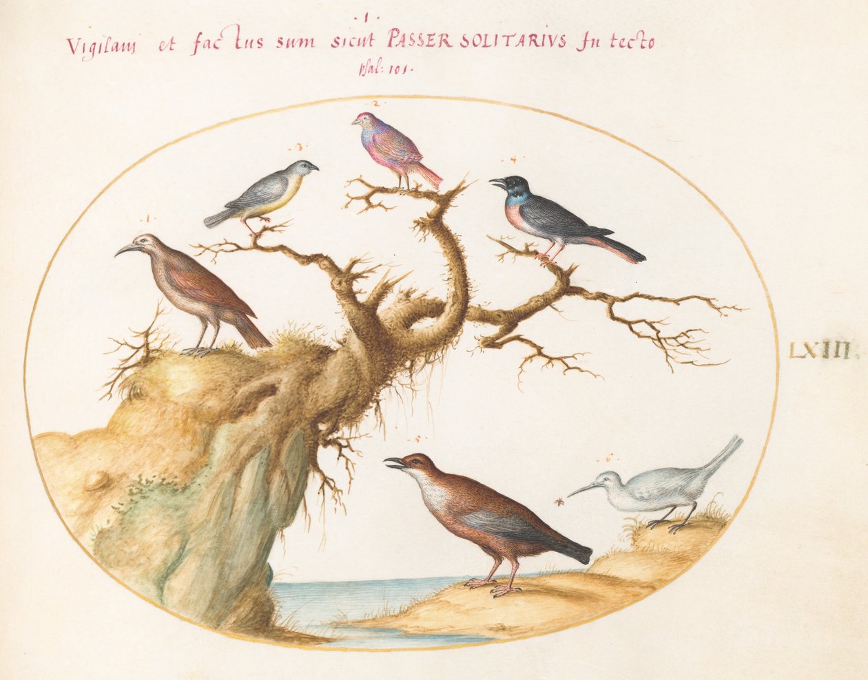 Plate 63: Seks små fugler, inkludert en blåstrupe og en gjøk(?) av Joris Hoefnagel
