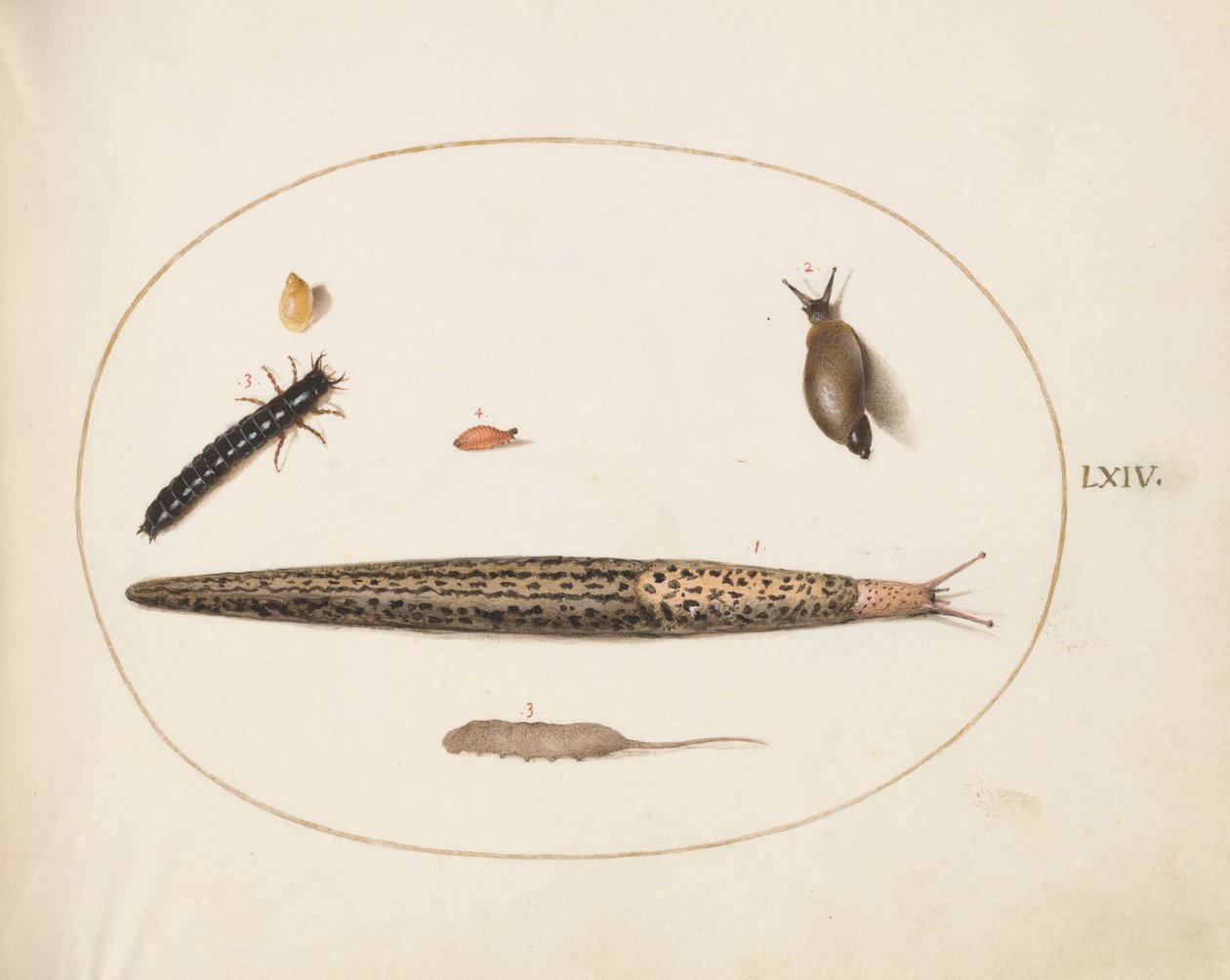 Plate 64: Leopardsnegl, jordbillelarve, en rottehalemake og andre skapninger av Joris Hoefnagel