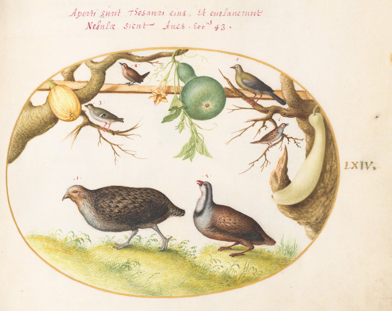 Plate 64: To rapphøns, en Wren og andre fugler av Joris Hoefnagel