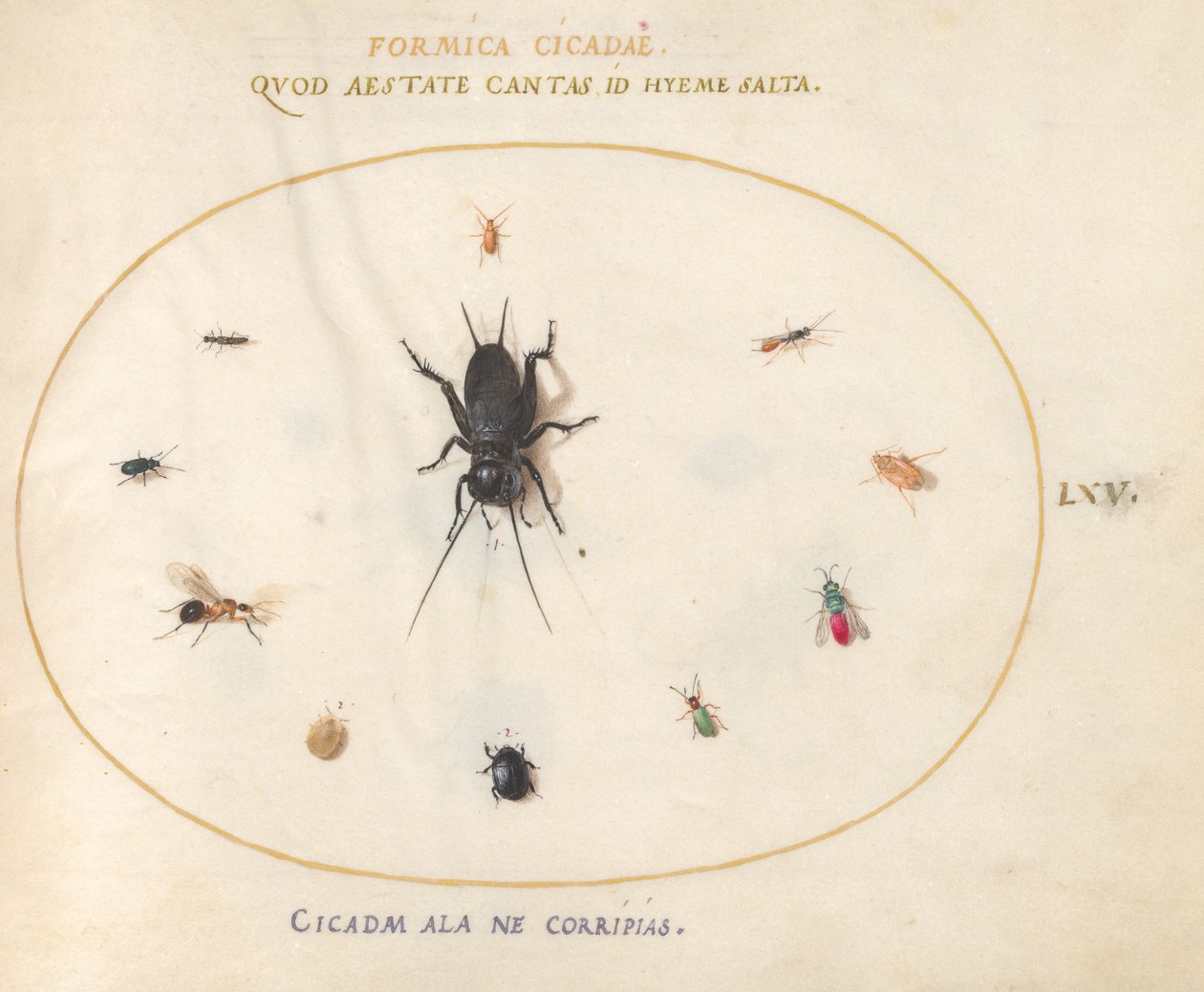 Plate 65: En cricket omgitt av insekter av Joris Hoefnagel