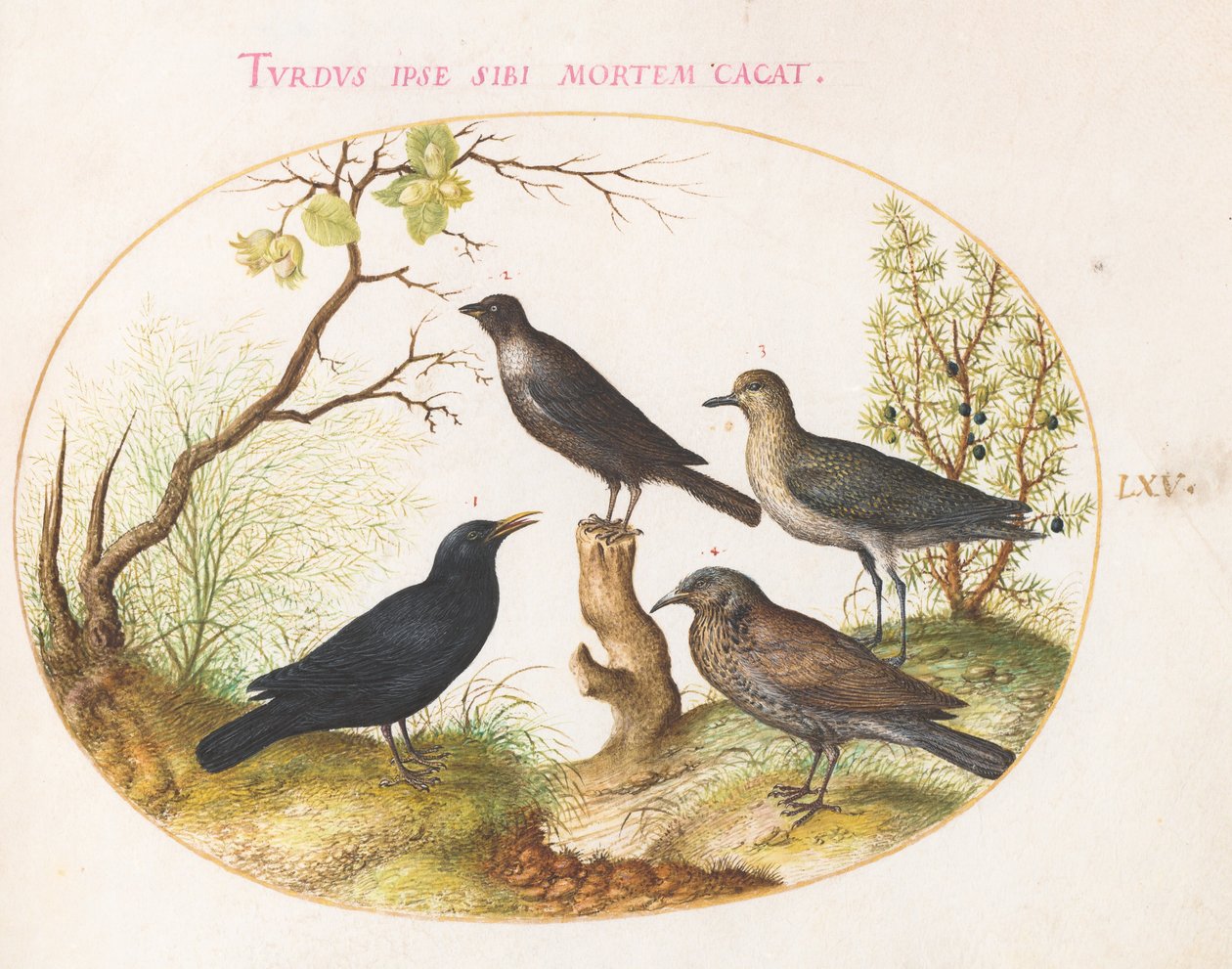 Plate 65: Svarttrost, Stær(?) og andre fugler av Joris Hoefnagel