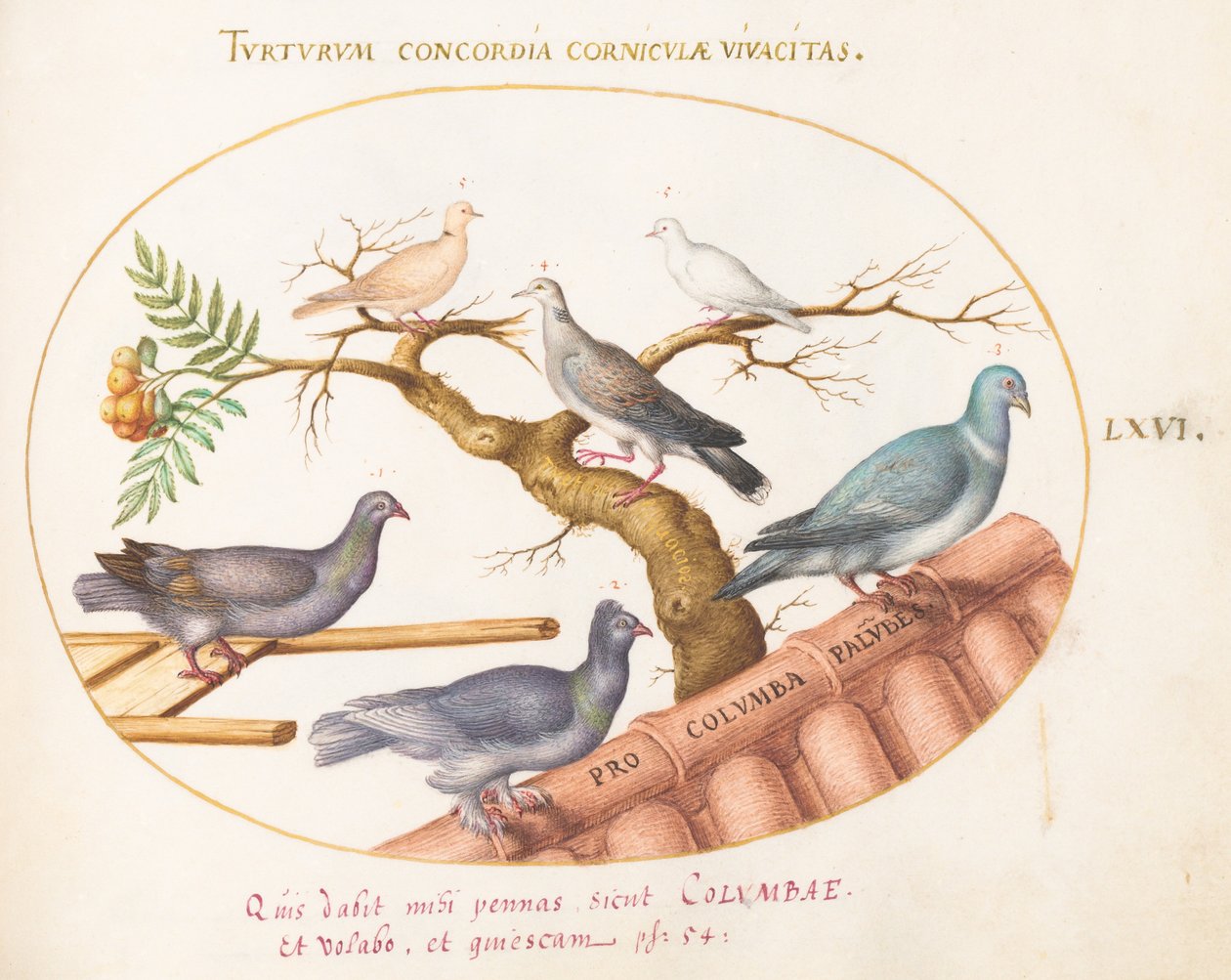 Plate 66: Duer og duer av Joris Hoefnagel
