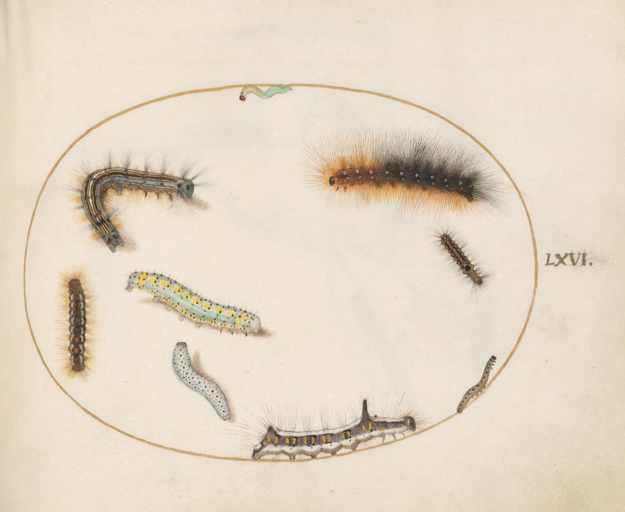 Plate 66: Lackey Moth Caterpillar, figur av åtte larver, grå dolklarve og andre larver av Joris Hoefnagel